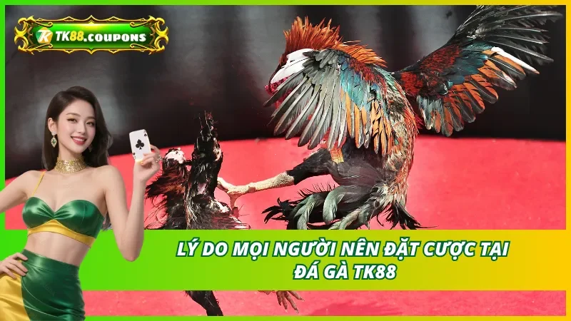 Lý Do Chọn TK88 Khi Trải Nghiệm Cá Cược Đá Gà